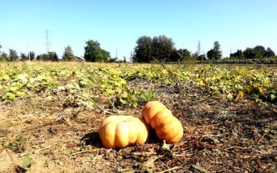 Campagna Contadina – Aggiornamento dicembre 2013