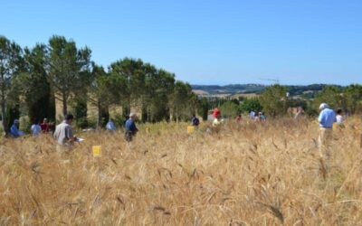 La frontiera del miglioramento genetico dei cereali per l’agricoltura biologica: il materiale eterogeneo