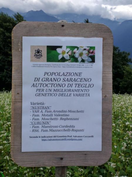 sperimentazione coltivazione miscuglio grano saraceno