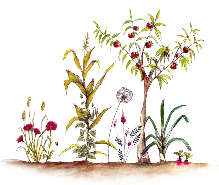 semetaresistance disegno