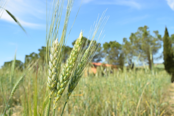 LCDPeccioli2020.LCD2020