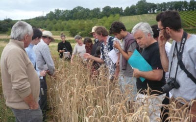 Tre anni del progetto CERERE, la rinascita delle filiere alternative dei cereali in Europa