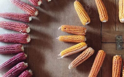 Coltiviamo la diversità! Campagna di semina primaverile 2021