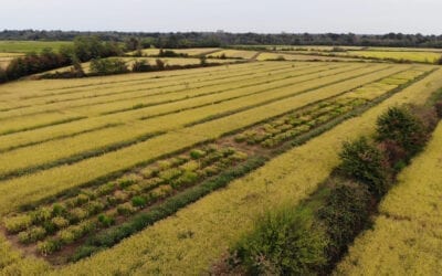 Modifiche al piano strategico della PAC: Partecipazione e natura le grandi assenti