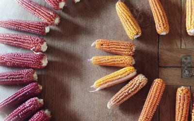 Chiusa la Campagna di semina primaverile 2021