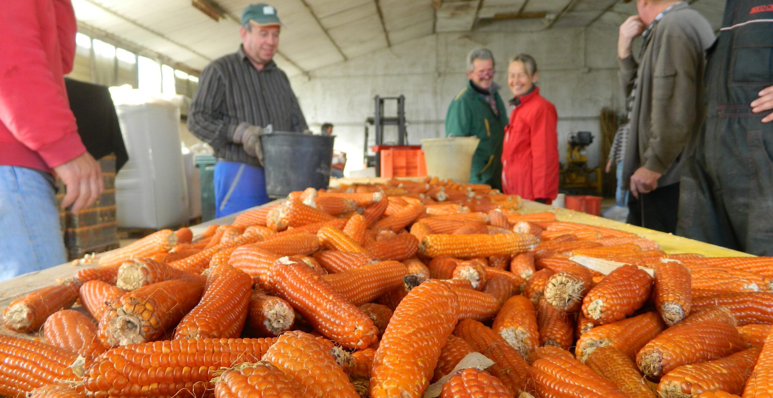 selezione mais marano