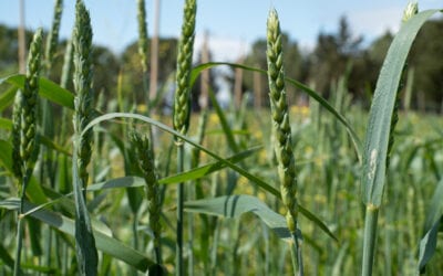 Rivivi su youtube il convegno Cereali Resilienti 2.0