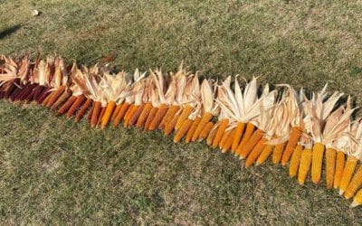 Sperimentazione Mais 2021