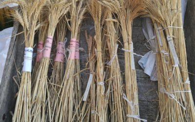 Campagna di semina autunnale 2022-2023