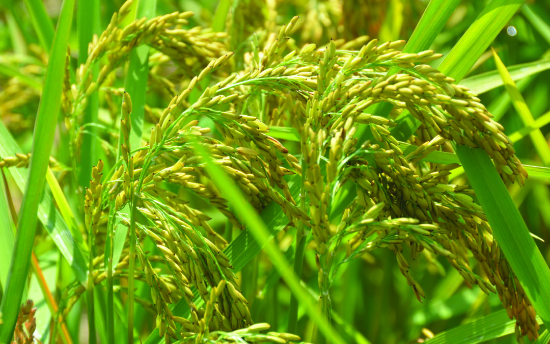 La domesticazione del riso