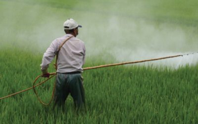 Riso e nuove biotecnologie