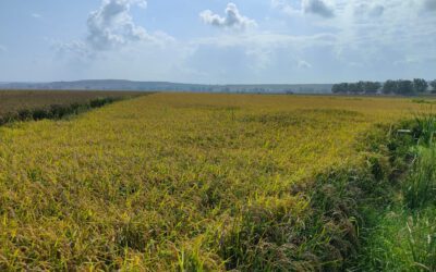 Il ritorno del Riso in Sicilia