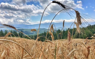 Corso _ CEREALICOLTURA RESILIENTE: LE POPOLAZIONI EVOLUTIVE DI FRUMENTO E LE VARIETÀ ANTICHE, FOCUS SULLE SEMENTI BIOLOGICHE