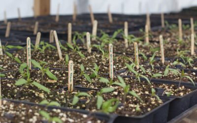 Il punto di vista dei Seed Savers