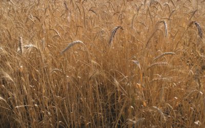 Il materiale eterogeneo biologico