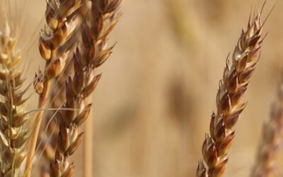 Corso – La filiera corta biologica dei grani antichi locali