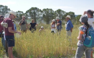 Valutazione della stabilità in campo delle popolazioni evolutive