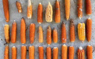 Chiusa la Campagna di semina primaverile 2022