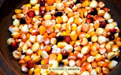 Coltiviamo la diversità! Campagna di semina primaverile 2022