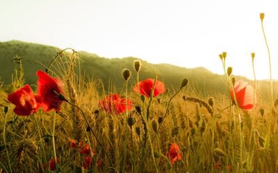 Comunicato stampa della Coalizione #cambiamoagricoltura del 6 aprile 2022