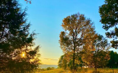 Comunicato stampa della Coalizione #cambiamoagricoltura del 29 settembre 2022