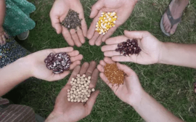 Progetto Erasmus+ SEEDING EUROPE