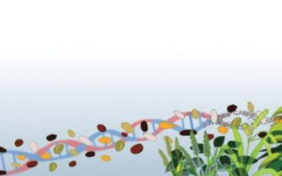 Rapporto e risoluzioni della nona sessione dell’Organo direttivo del ITPGRFA