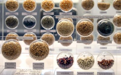 Come identificare le sementi conservate nelle banche