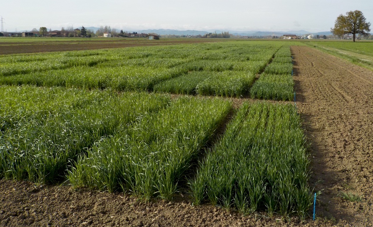 Azienda sperimentale Bagnaresa CREA-DC