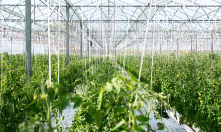 La grande cecità sull’agricoltura europea