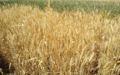 Dalle popolazioni al materiale eterogeneo biologico