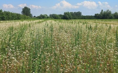 Il futuro delle consociazioni tra prove in campo e superamento delle barriere burocratiche con il progetto IntercropValues