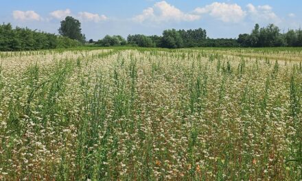 Il futuro delle consociazioni tra prove in campo e superamento delle barriere burocratiche con il progetto IntercropValues