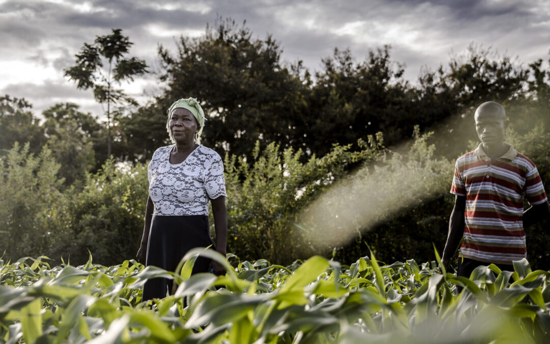 In Kenya la Corte difende i semi tradizionali: svolta per la sovranità alimentare