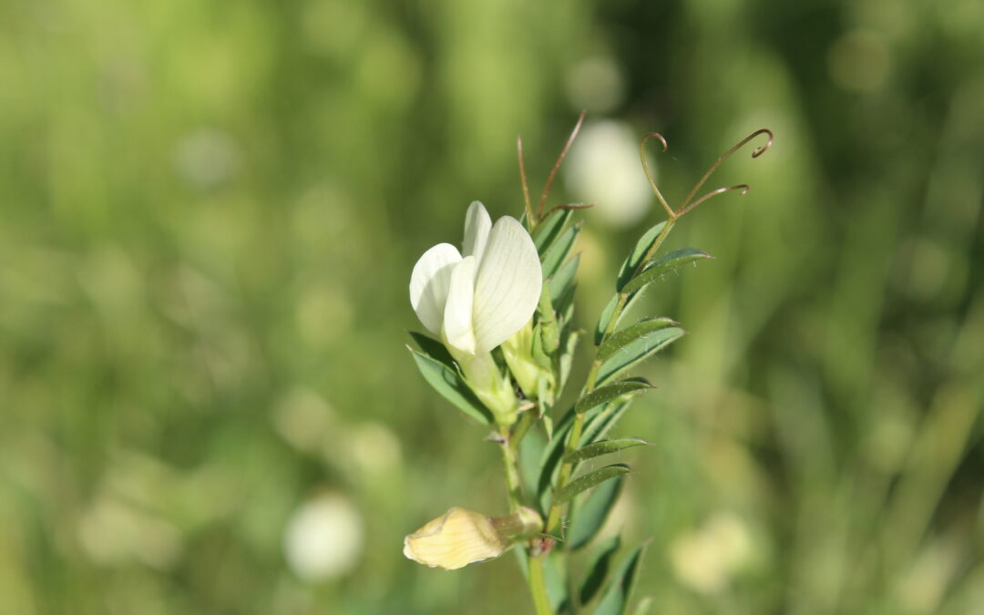 Riserve genetiche di parentali selvatici dellecolture in Europa e a livello nazionale