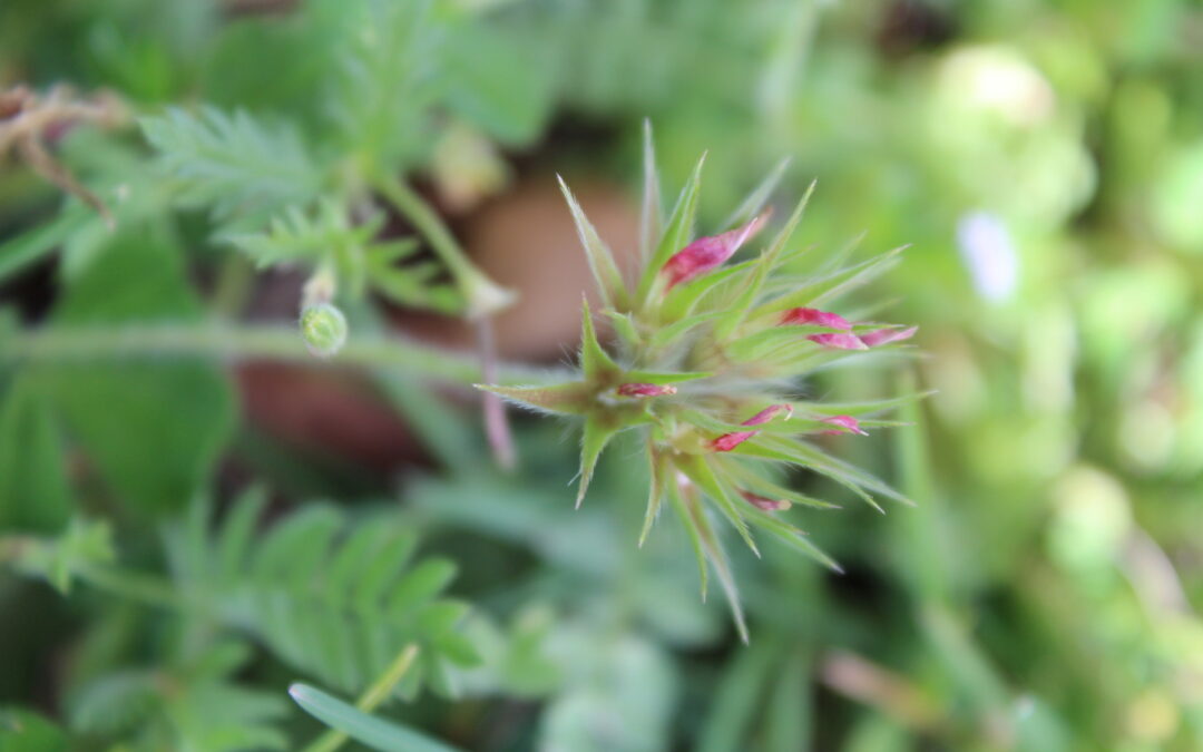 // Parentali selvatici, unapromessa per il futuro