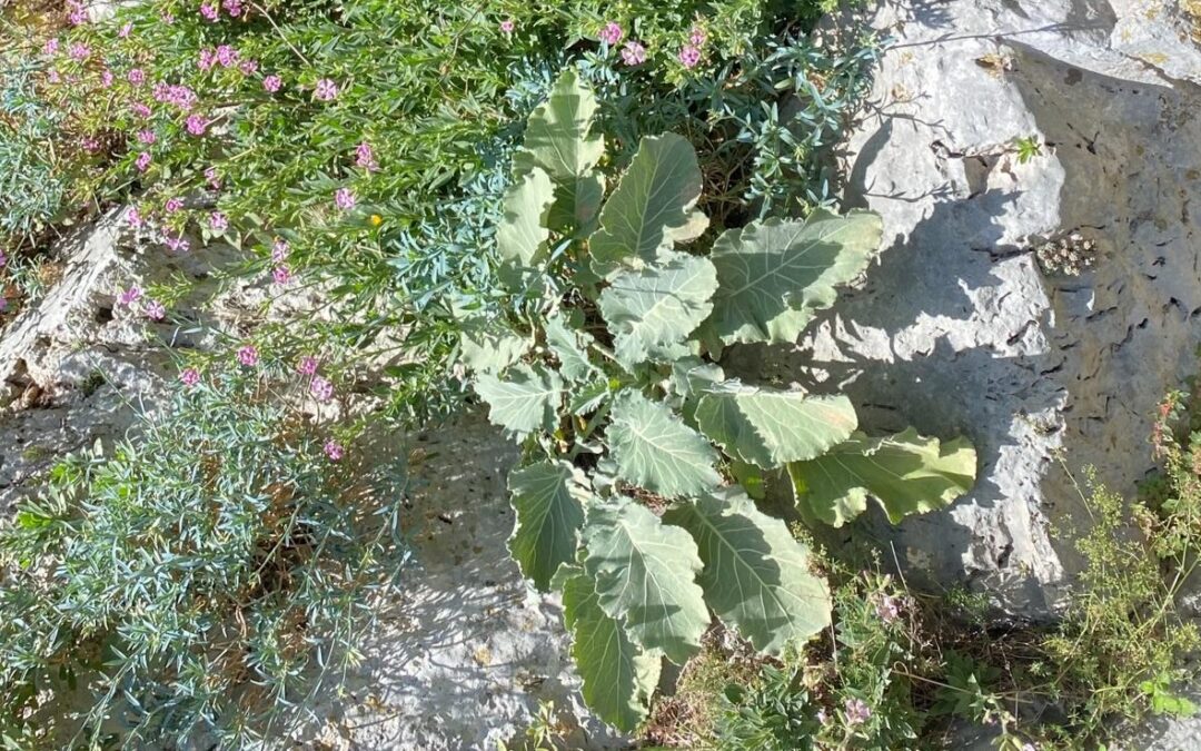 Alla ricerca dei parentaliselvatici