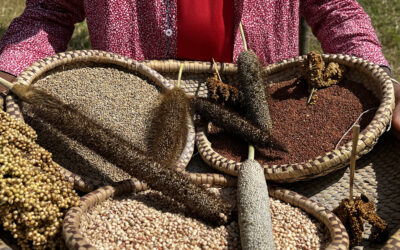 Di chi sono le sementi? 