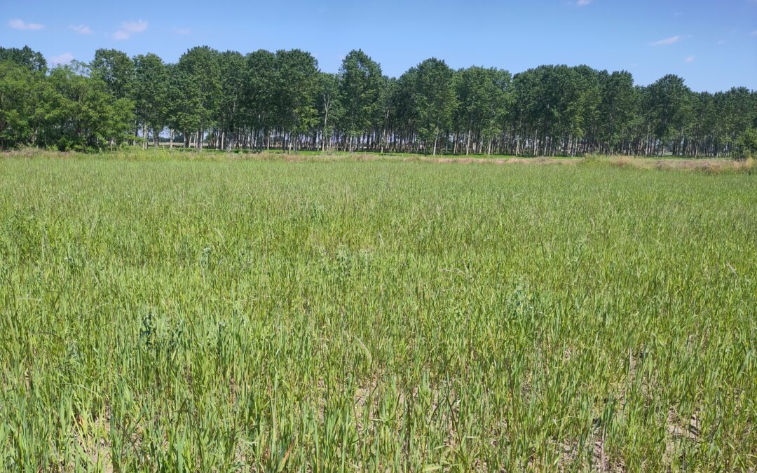 Visita in Campo per il progetto IntercropValues