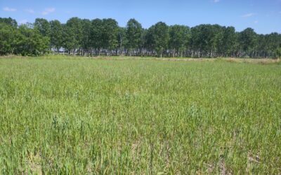 Visita in Campo per il progetto IntercropValues