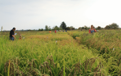 LIVING LAB RISO RESILIENTE (resilient rice)
