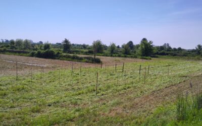 Semina del Campo Catalogo delle Varietà di Riso della Banca Sementi di Rete Semi Rurali