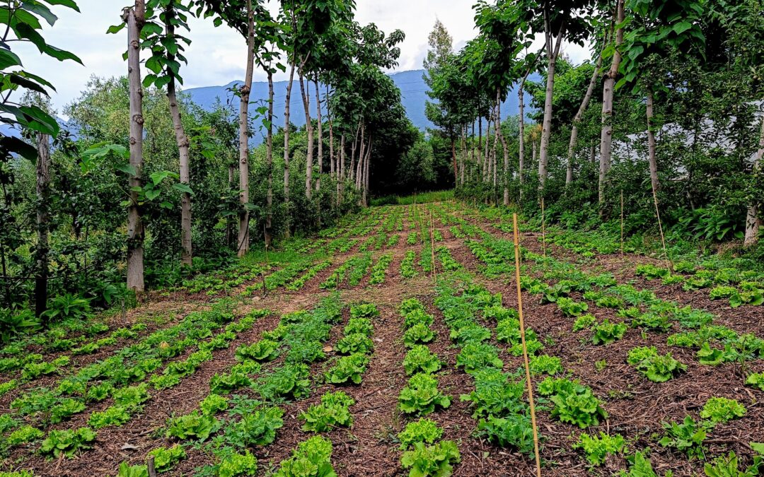 Avvio del progetto “BRESCIA – Biostimolanti e ammendanti: approccio sistemico per la riduzione del rame, incremento della Resa, Salubrità e Contenimento di Infezioni fungine in Agricoltura organica rigenerativa”