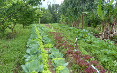 Agroecologia: l’Italia taglia i fondi per la ricerca nell’ambito del programma europeo