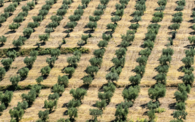 Il modello intensivo non salverà l’olio italiano