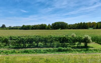 Enti locali a sostegno dell’agroforestazione: quali strumenti? 