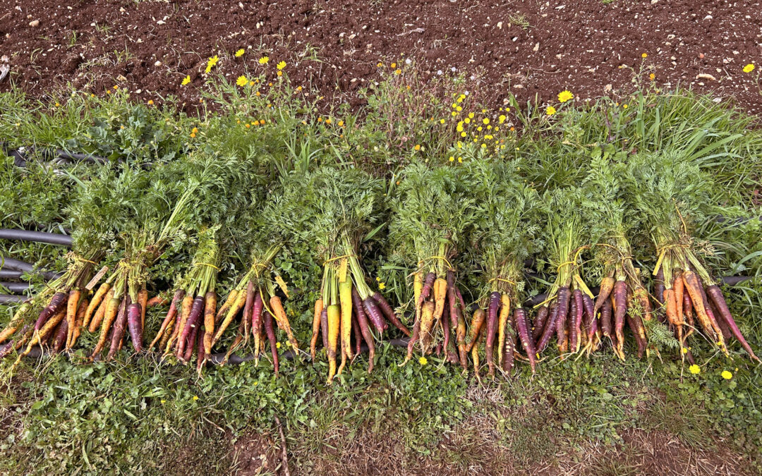 Puglia: due progetti integrati sulla biodiversità orticola per il futuro dell’agricoltura
