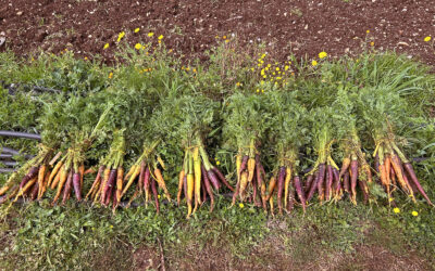 Puglia: due progetti integrati sulla biodiversità orticola per il futuro dell’agricoltura