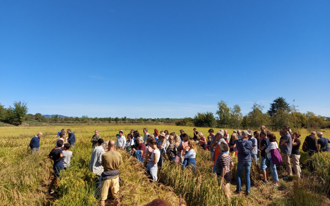 Biodiversità in tavola: Diventa un citizen scientist, scopri il Riso Resiliente e sostieni la ricerca!