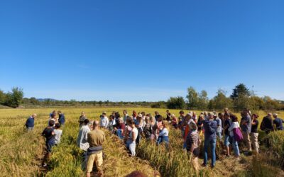 Biodiversità in tavola: Diventa un citizen scientist, scopri il Riso Resiliente e sostieni la ricerca!